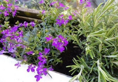 Lobelia en rozemarijn, 11 april 2011