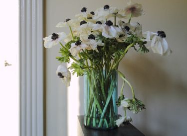 Witte anemonen, 22 februari 2011