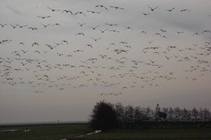 Wilde ganzen boven het Paard van Marken