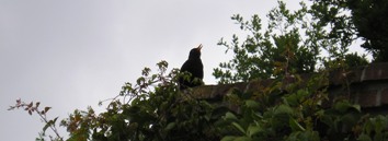 Merel in De Buitenplaats, juli 2005